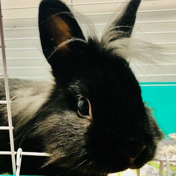 bunnytrailslane